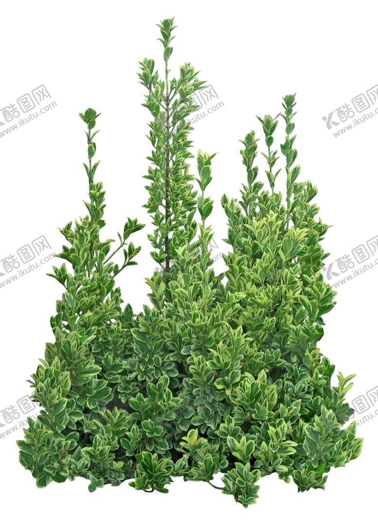 编号：64587509241839207963【酷图网】源文件下载-免扣植物素材图片