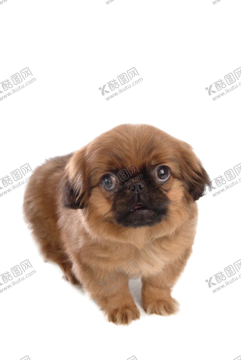 编号：15317707030629318898【酷图网】源文件下载-小奶狗