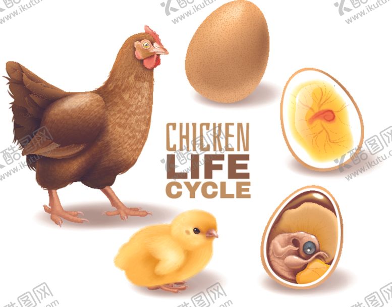 编号：70674409270054353556【酷图网】源文件下载-鸡蛋孵化小鸡过程