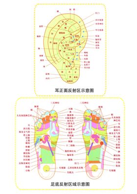 耳部足底经络图