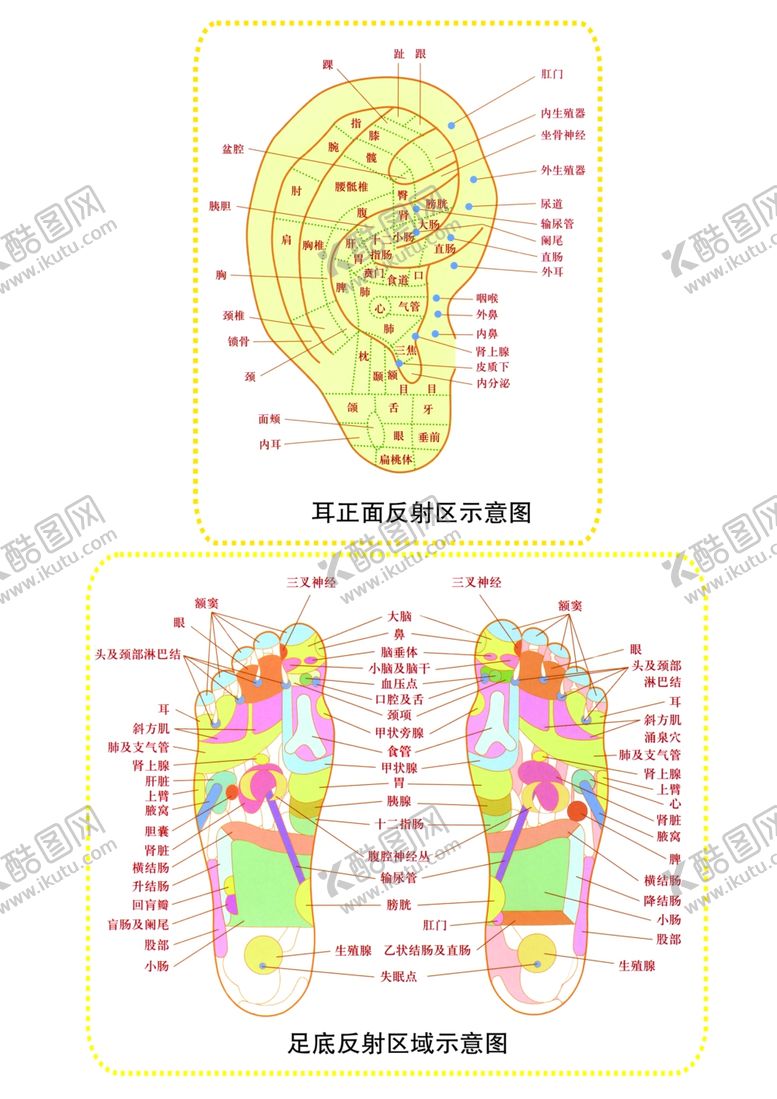 编号：90453205130455563120【酷图网】源文件下载-耳部足底经络图