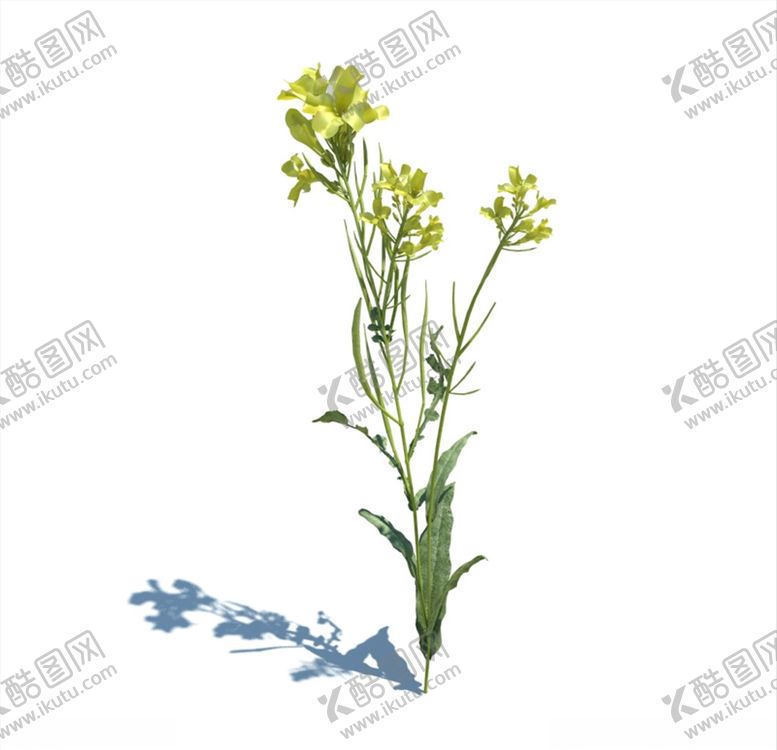 编号：72939410240650452128【酷图网】源文件下载-油菜花