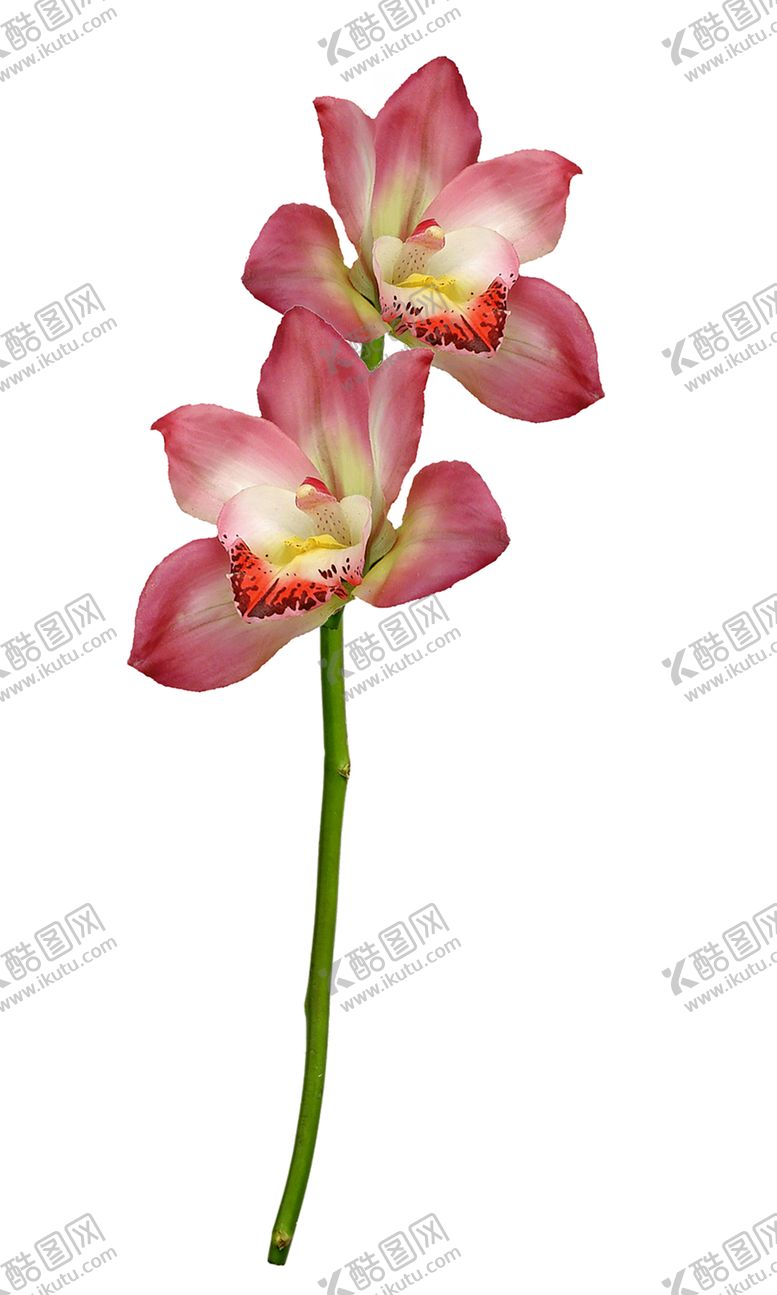 编号：13988310032322078481【酷图网】源文件下载-鲜花素材