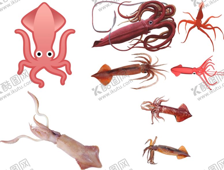 编号：92224109192145109148【酷图网】源文件下载-鱿鱼png免扣高清素材