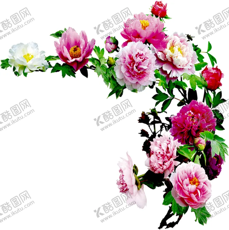 编号：44555806250220207401【酷图网】源文件下载-牡丹花