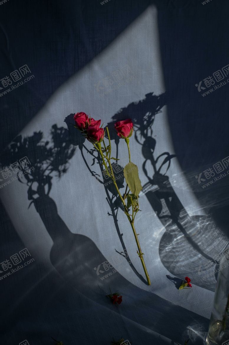 编号：67396901131456264499【酷图网】源文件下载-玫瑰