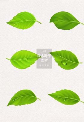 叶子