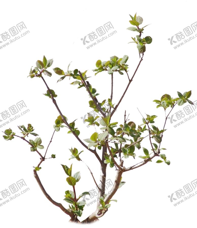 编号：65417410110217568346【酷图网】源文件下载-灌木枝