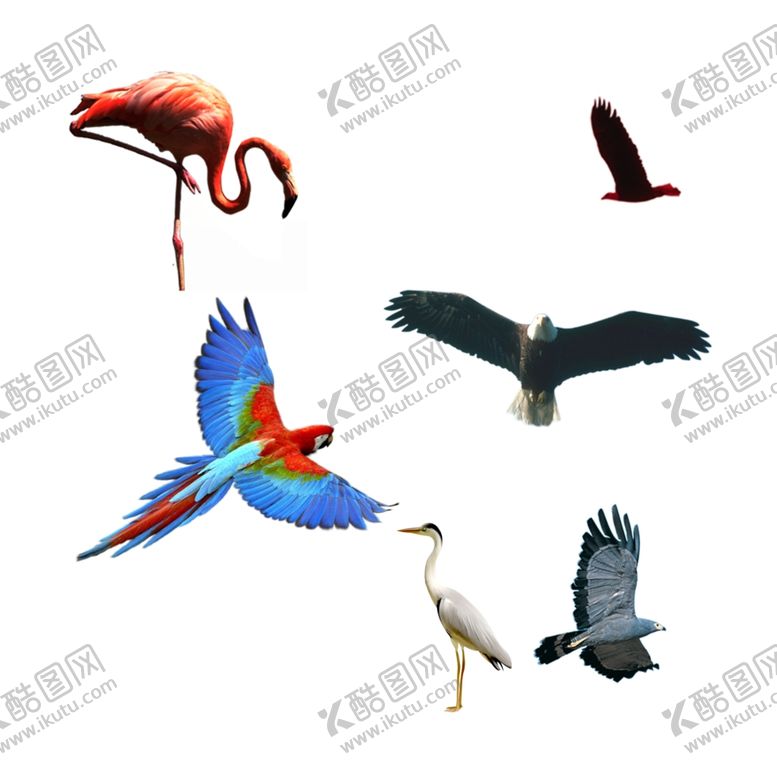 编号：16349006281720082517【酷图网】源文件下载-各种鸟类素材