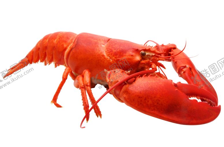 编号：75335310020025481529【酷图网】源文件下载-龙虾小龙虾