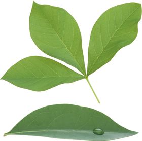 树叶绿广告设计木子素材