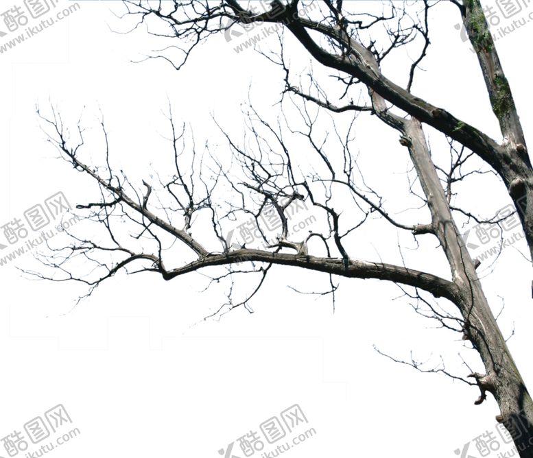 编号：81066010060907248947【酷图网】源文件下载-干支干树