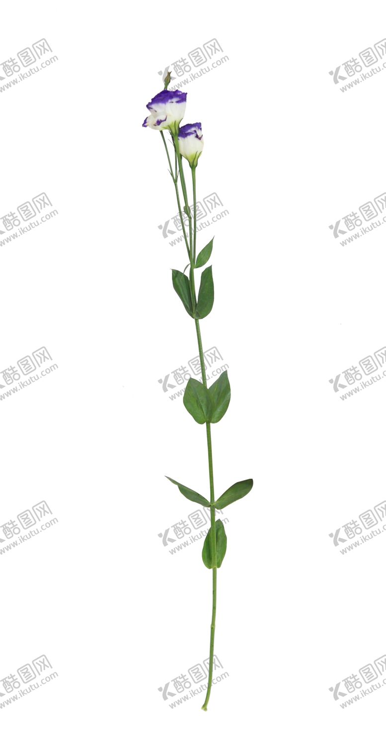 编号：67941707080716572259【酷图网】源文件下载-单只花退底鲜花花枝花朵