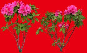 分层花