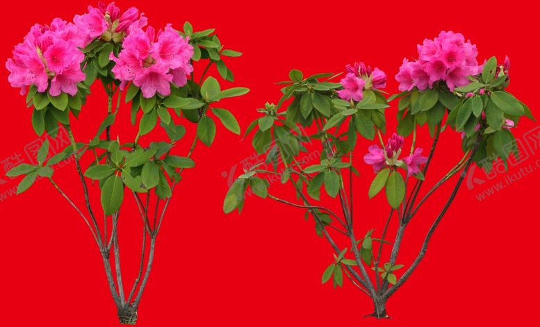 编号：26260809102210034145【酷图网】源文件下载-分层花