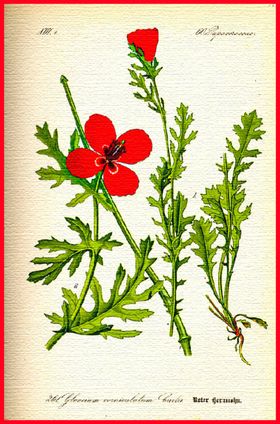 植物叶子绿叶叶子