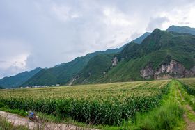 玉米地 植物 