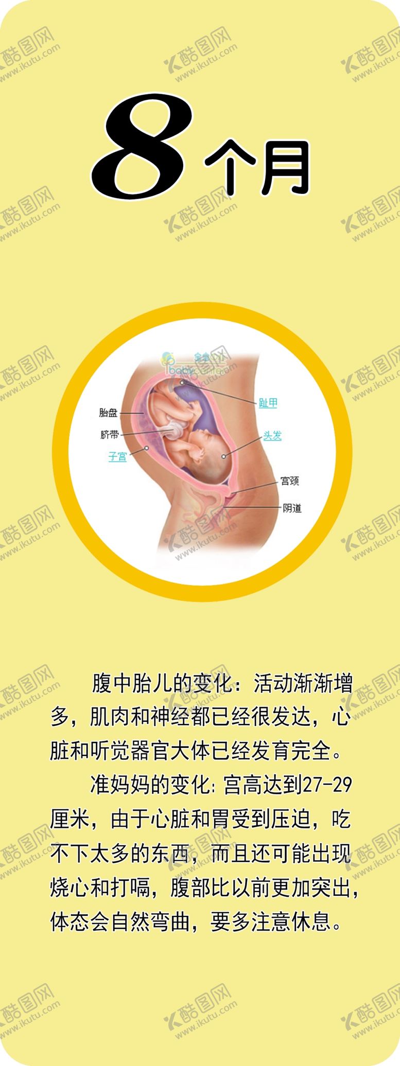 编号：20346910171224427592【酷图网】源文件下载-胎儿发育   9个月