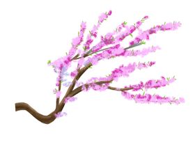 手绘樱花