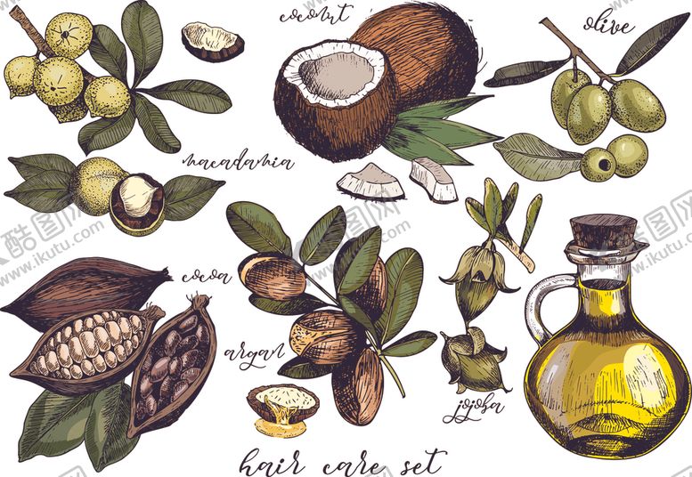 编号：52647409270635339968【酷图网】源文件下载-橄榄叶