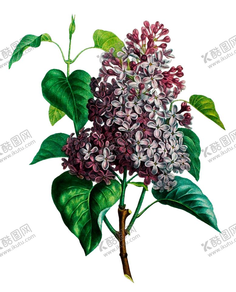 编号：94980107060022266998【酷图网】源文件下载-复古鲜花主题装饰图案