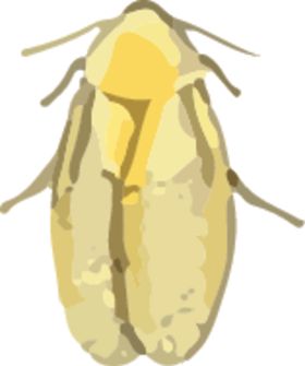 蟑螂昆虫插画