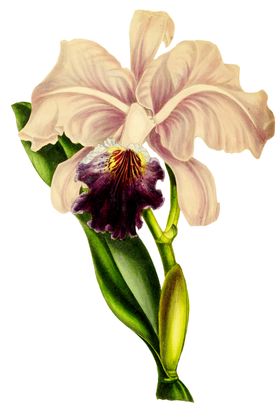 复古花朵植物图案