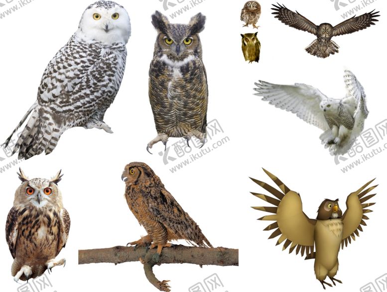 编号：29503709290512384948【酷图网】源文件下载-猫头鹰png免扣高清素材