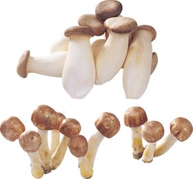 蘑菇素材