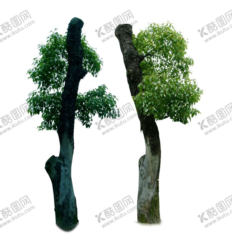 编号：36534810061253214895【酷图网】源文件下载-老樟树