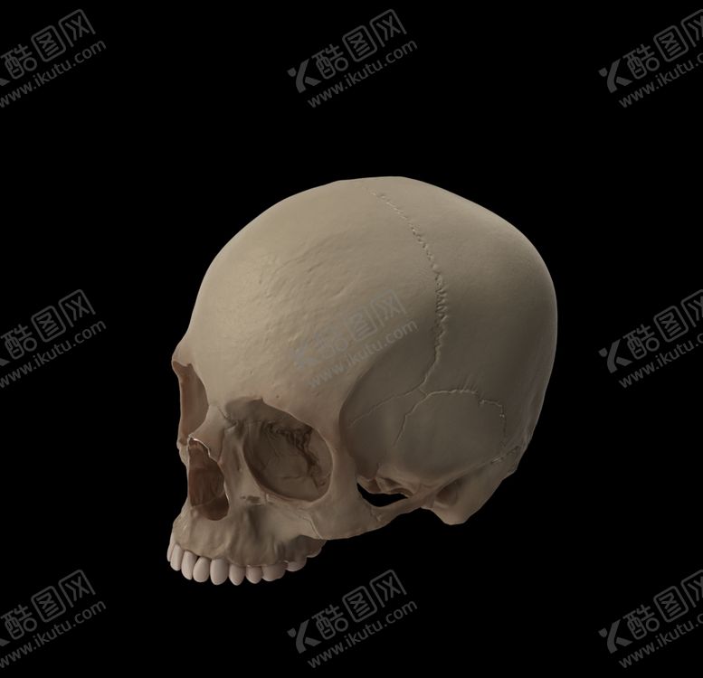 编号：13457406301232588142【酷图网】源文件下载-骷髅头