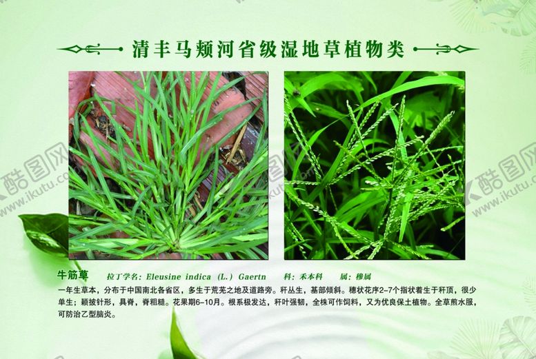 编号：30441201140422197220【酷图网】源文件下载-草植物 牛筋草