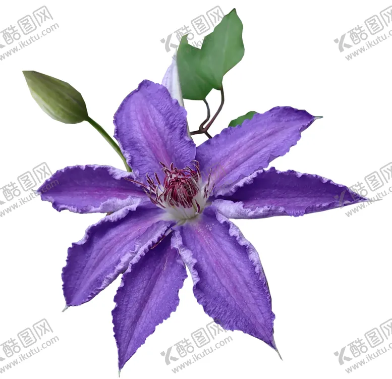 编号：23728801211316115541【酷图网】源文件下载-鲜花