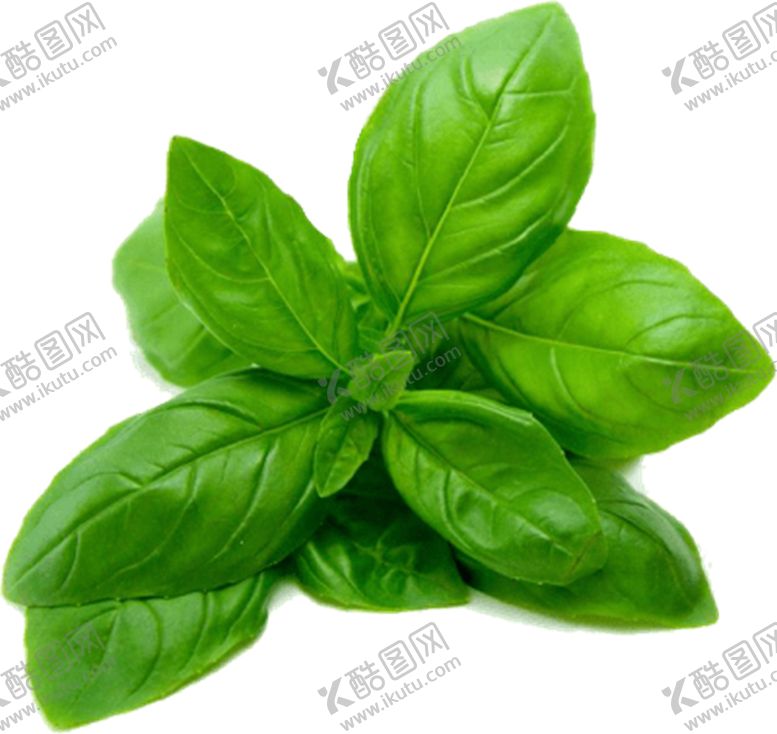 编号：31519705121457539949【酷图网】源文件下载-菠菜