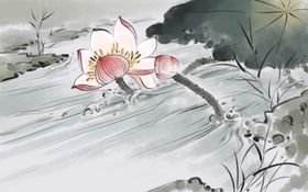 荷花插画