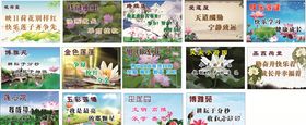 莲花背景
