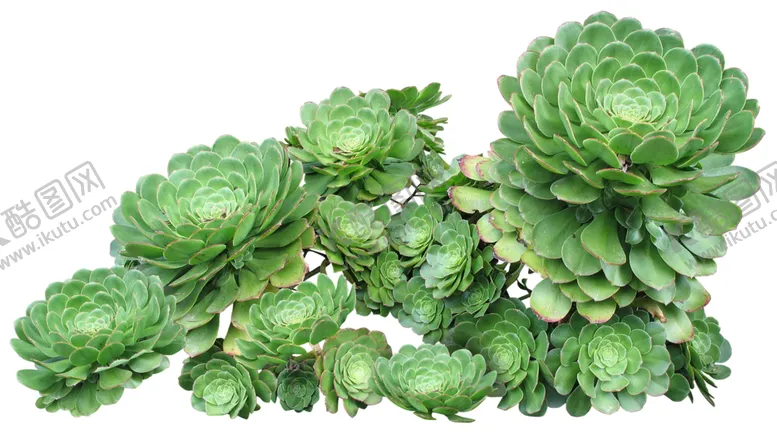 编号：54815109100327493504【酷图网】源文件下载-免扣花卉素材