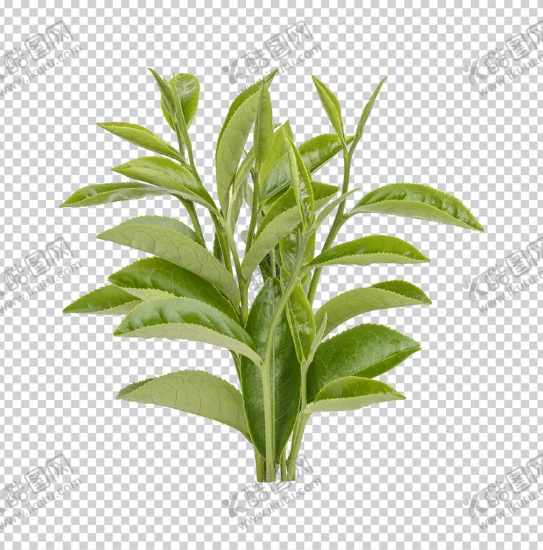 编号：83421610161541378378【酷图网】源文件下载-春茶绿茶