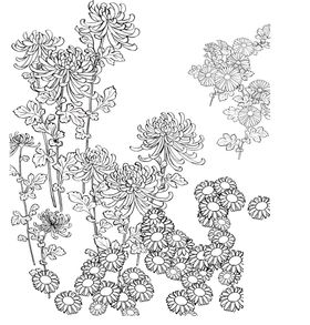 国画菊花