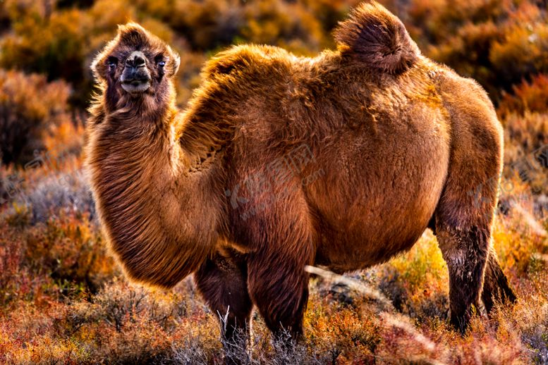 编号：48777009231531039797【酷图网】源文件下载-骆驼