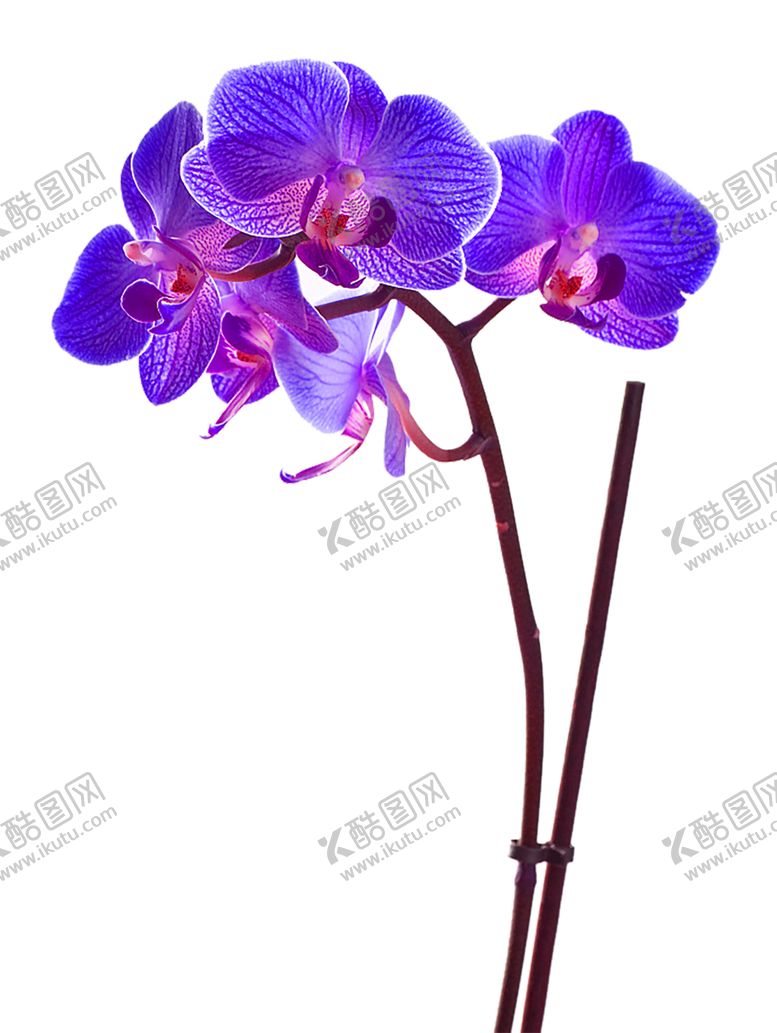 编号：98357805111754365194【酷图网】源文件下载-鲜花素材