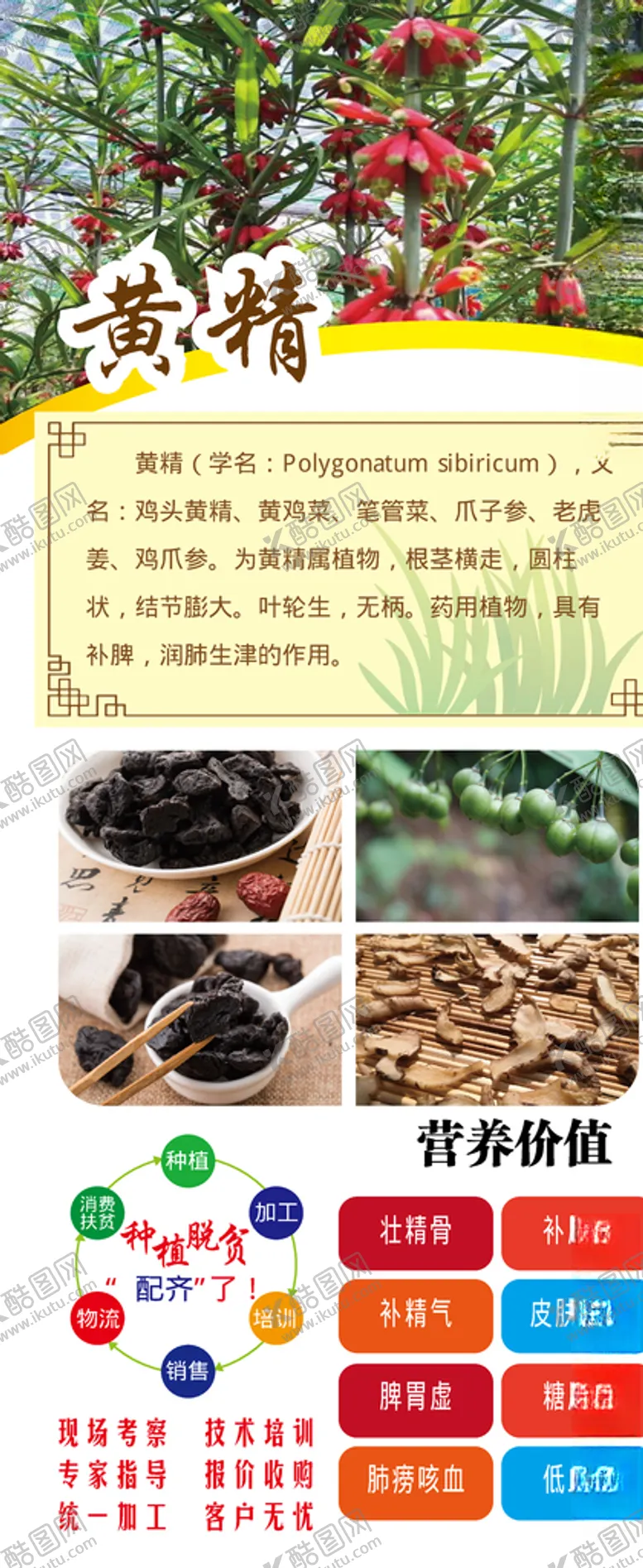 编号：30686304280109105637【酷图网】源文件下载-黄精展架