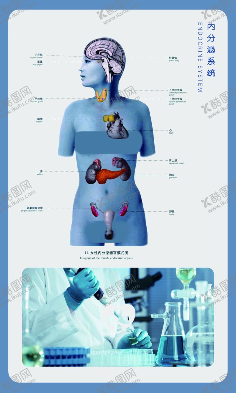 编号：93905005150158474159【酷图网】源文件下载-医学院挂画海报