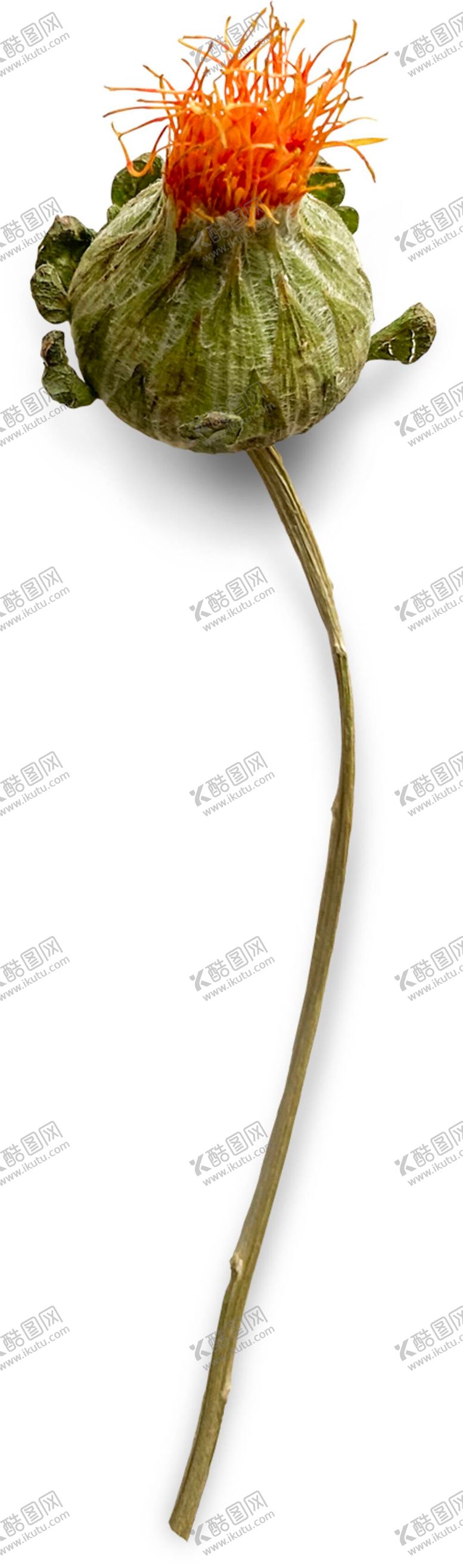 编号：80206610301310298366【酷图网】源文件下载-鲜花干花元素