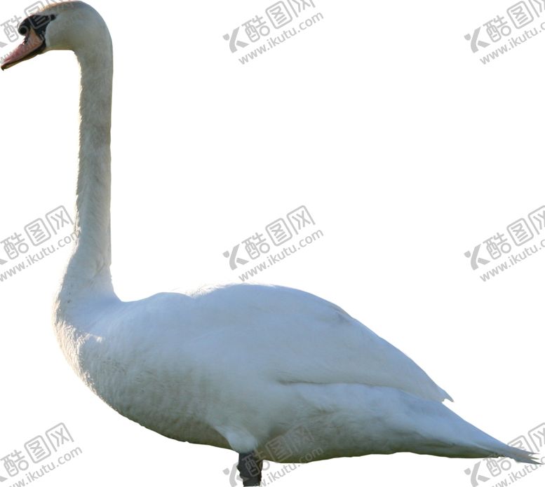 编号：39900310311636293738【酷图网】源文件下载-天鹅