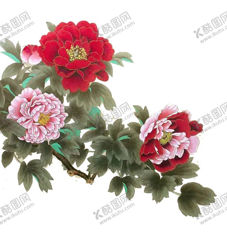 编号：43902709230436371118【酷图网】源文件下载-牡丹花