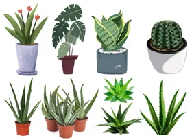 植物