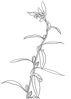 芝麻