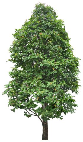 免扣植物树木素材图片