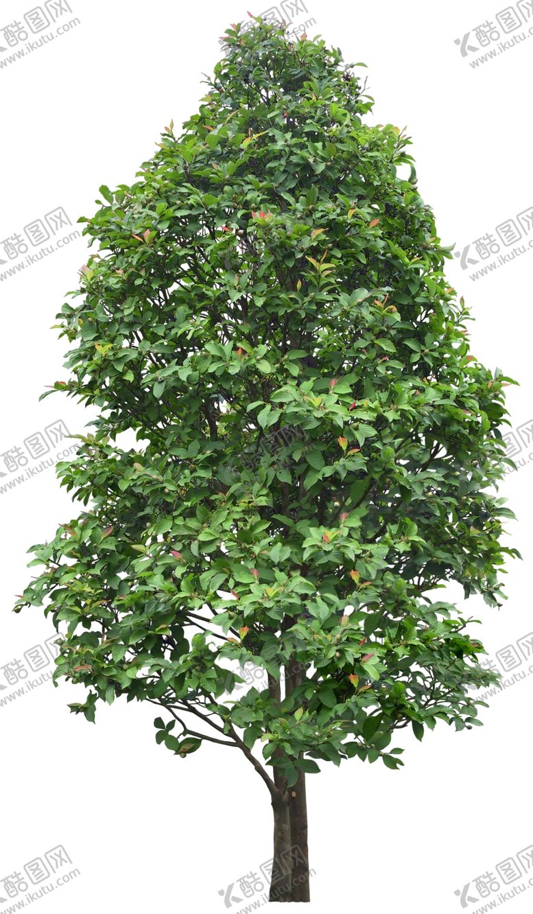 编号：90482106160349012505【酷图网】源文件下载-免扣植物树木素材图片